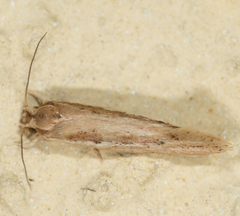 Ypsolopha sp-sw