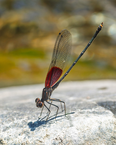 Caballito escarlata común