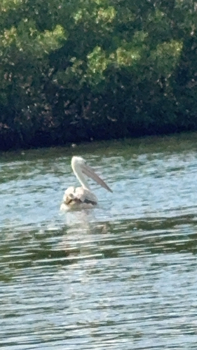 iNaturalist image