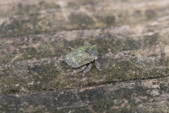Telamonini