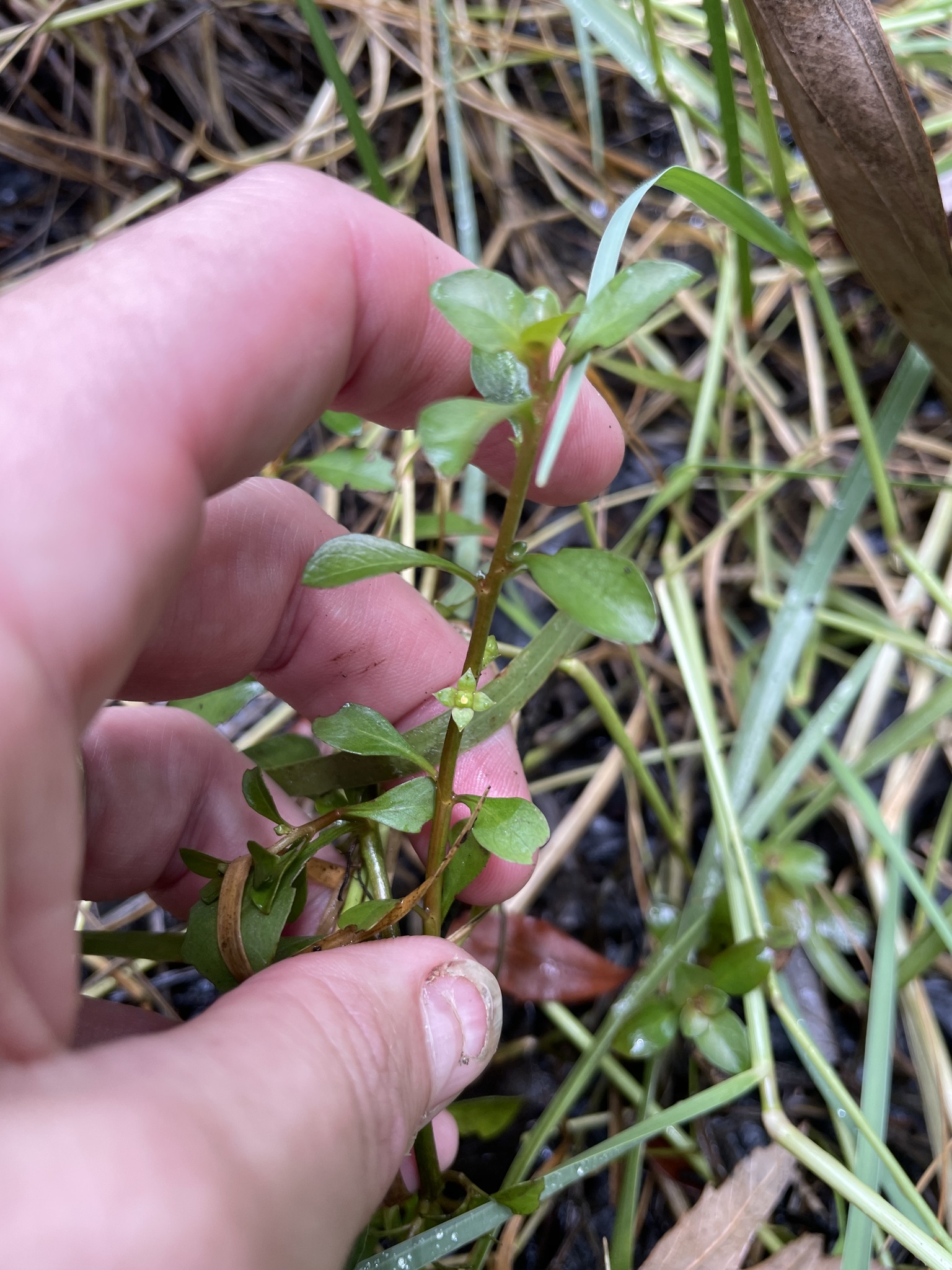 Ludwigia simpsonii