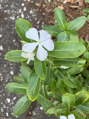 Catharanthus roseus image