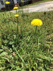 Taraxacum erythrospermum