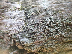Lecanora confusa