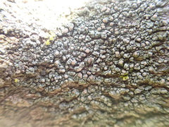 Lecanora confusa