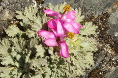 Nototriche flabellata