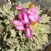 Nototriche flabellata - Photo (c) danplant,  זכויות יוצרים חלקיות (CC BY-NC), הועלה על ידי danplant