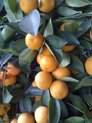 Citrus japonica