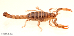 Bothriurus burmeisteri