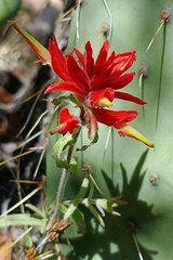 Castilleja tenuiflora