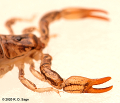 Bothriurus burmeisteri