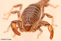 Bothriurus burmeisteri