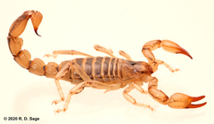 Bothriurus burmeisteri