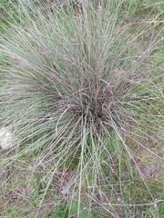 Muhlenbergia lindheimeri