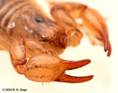 Bothriurus burmeisteri