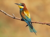 European Bee-Eater - Photo (c) brugorraiztelefonicanet, some rights reserved (CC BY-NC), uploaded by brugorraiztelefonicanet