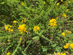 Adenocarpus foliolosus, photograph (c) Florin Feneru, some rights reserved (CC BY)