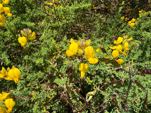 Adenocarpus foliolosus