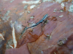 Brentus anchorago