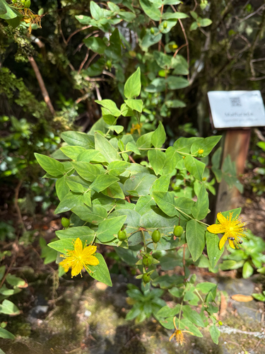 Hypericum grandifolium, photograph 5