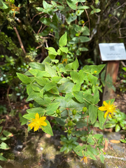Hypericum grandifolium, photograph (c) Florin Feneru, some rights reserved (CC BY)