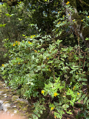 Hypericum grandifolium, photograph (c) Florin Feneru, some rights reserved (CC BY)