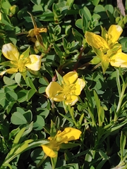Ludwigia arcuata