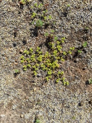 Chorizanthe procumbens