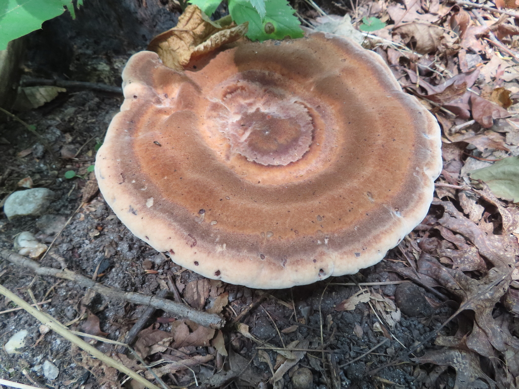 White Chicken Mushroom · July 2026 · photo: Photo: (c) Ken Clark, some rights reserved (CC BY) · iNaturalist