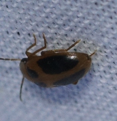 Sacodes pulchella