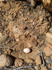 Chordeiles acutipennis