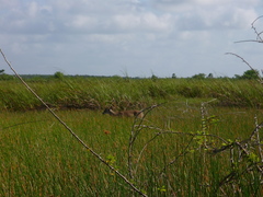 Odocoileus virginianus yucatanensis