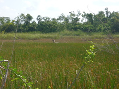Odocoileus virginianus yucatanensis