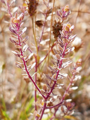 Lepidium perfoliatum