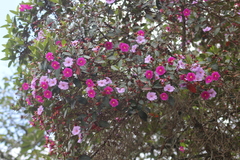 Andesanthus lepidotus