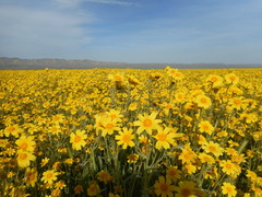 Monolopia lanceolata