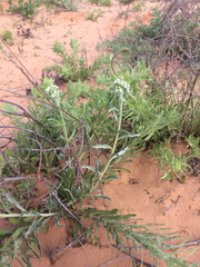 Oreocarya suffruticosa setosa