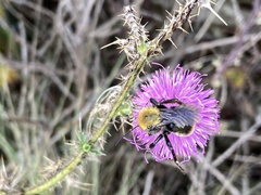 Bombus bellicosus
