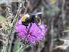 Bombus bellicosus
