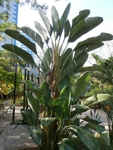 Image Traveller's tree (Ravenala madagascariensis), Fort Canning Park,  Singapore - 434261 - Images of Plants and Gardens - botanikfoto
