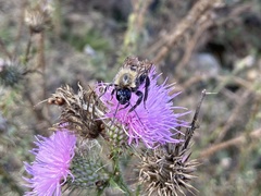 Bombus bellicosus