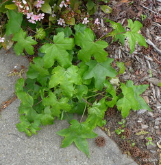 Liquidambar styraciflua