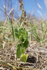 Vicia narbonensis