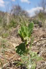 Vicia narbonensis
