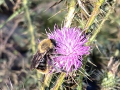 Bombus bellicosus
