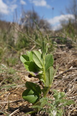 Vicia narbonensis