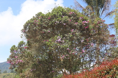 Andesanthus lepidotus