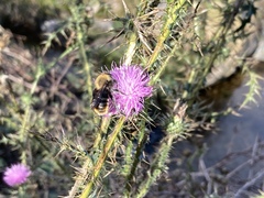 Bombus bellicosus