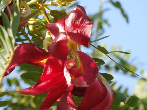 Sesbania grandiflora