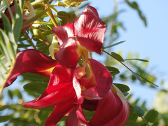 Sesbania grandiflora